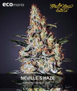 Neville's Haze - Marihuana...