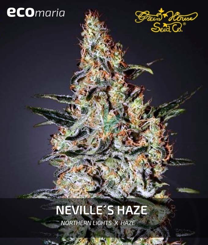 Imagen principal del producto Neville´s Haze Feminizada