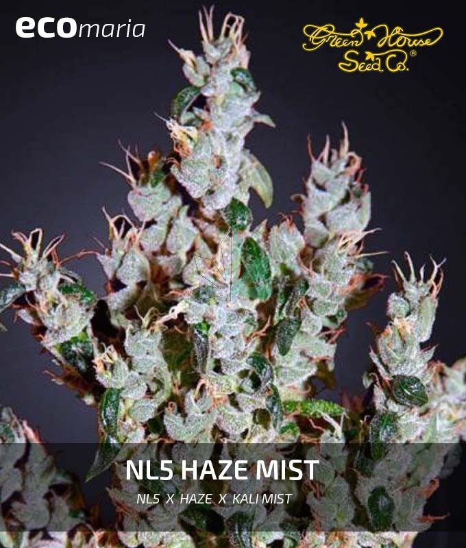 Imagen principal del producto NL5 Haze Mist 