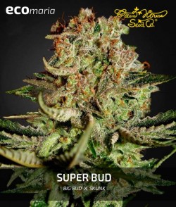 Super Bud - Marihuana tipo...