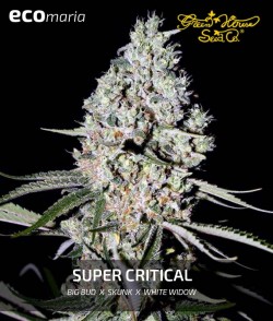 Super Critical - Marihuana...