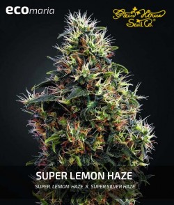 Imagen secundaria del producto Super Lemon Haze Feminizada