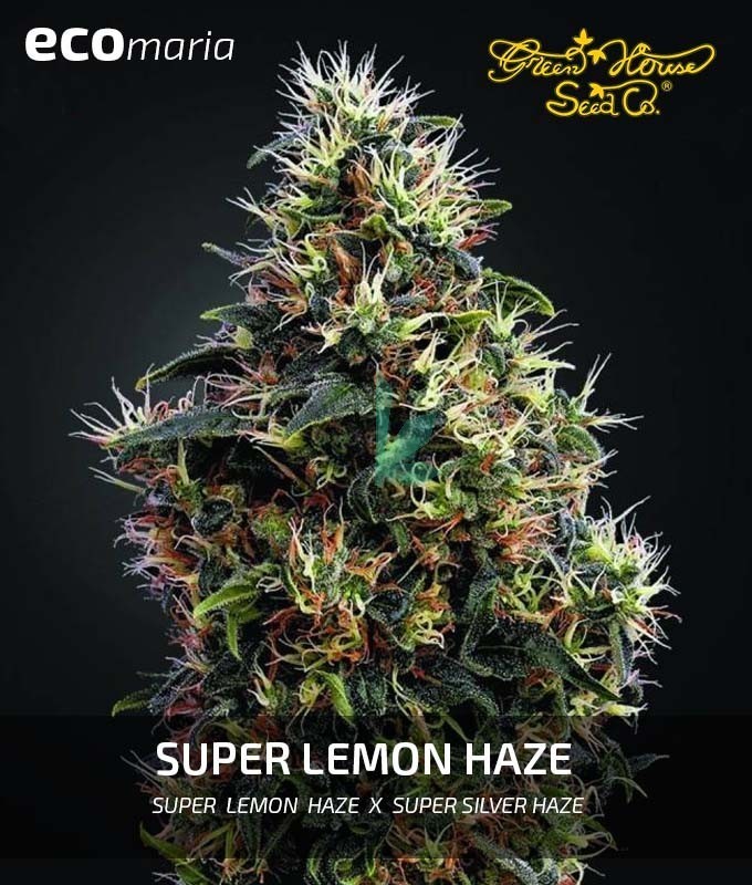 Imagen principal del producto Super Lemon Haze Feminizada