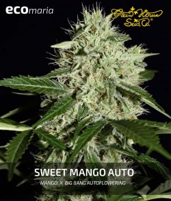 Imagen secundaria del producto Sweet Mango Auto 