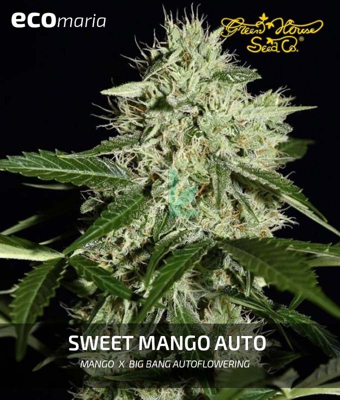 Imagen principal del producto Sweet Mango Autofloreciente