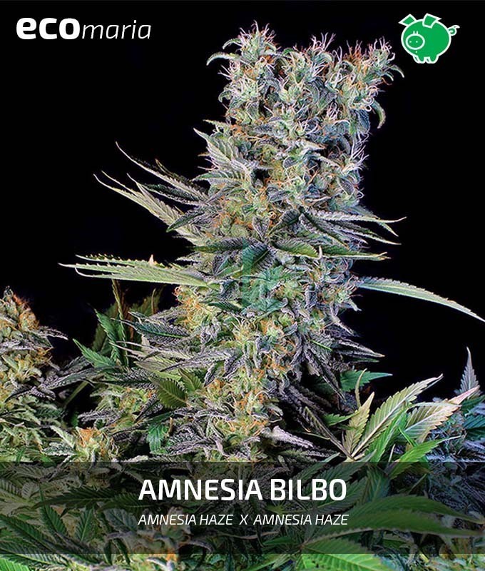 Imagen principal del producto Amnesia Bilbo Feminizada