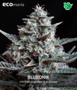 Imagen secundaria del producto Blubonik 