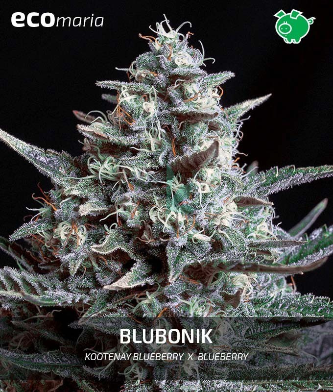 Imagen principal del producto Blubonik 