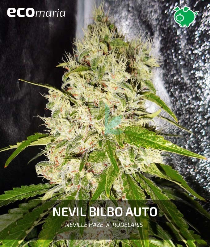 Imagen principal del producto Nevil Bilbo Auto 