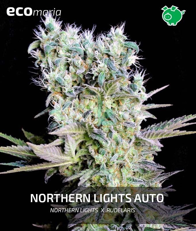 Imagen principal del producto Northern Lights Auto 