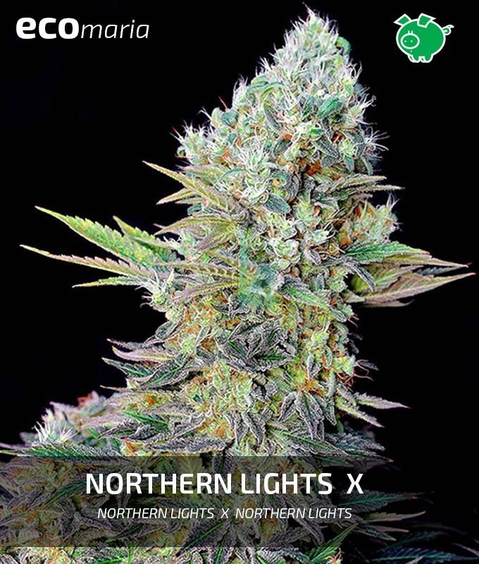 Imagen principal del producto Northern Lights X 