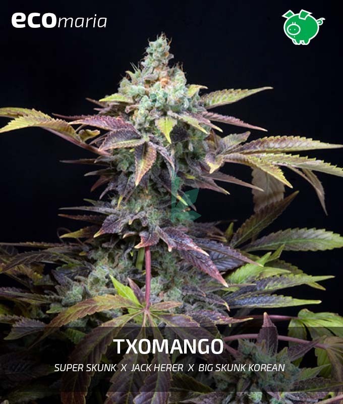 Imagen principal del producto Txomango 