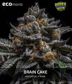Brain Cake - Tipo...