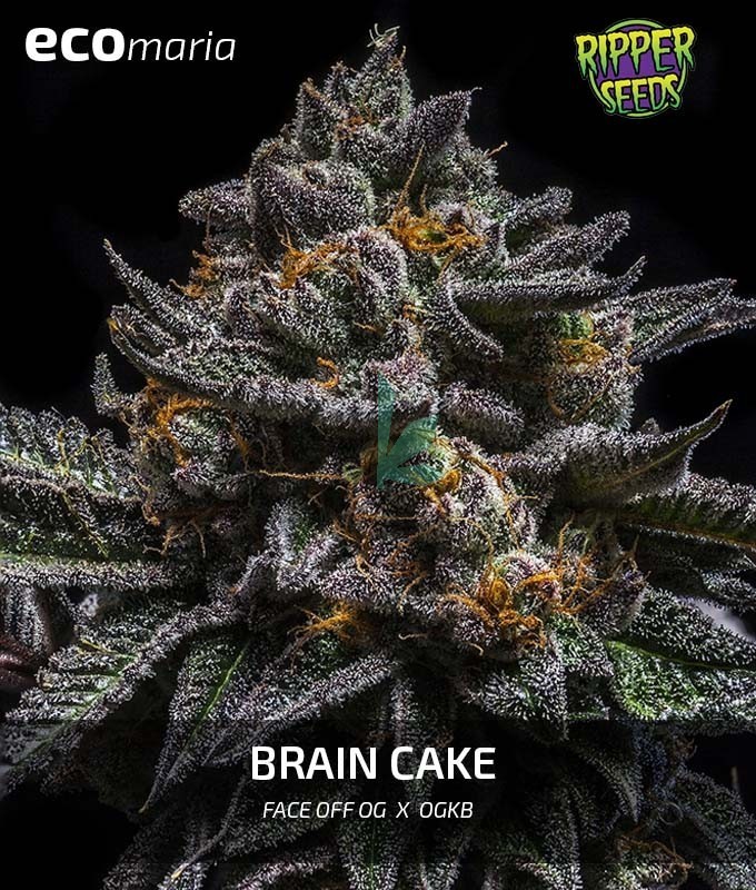 Imagen principal del producto Brain Cake 