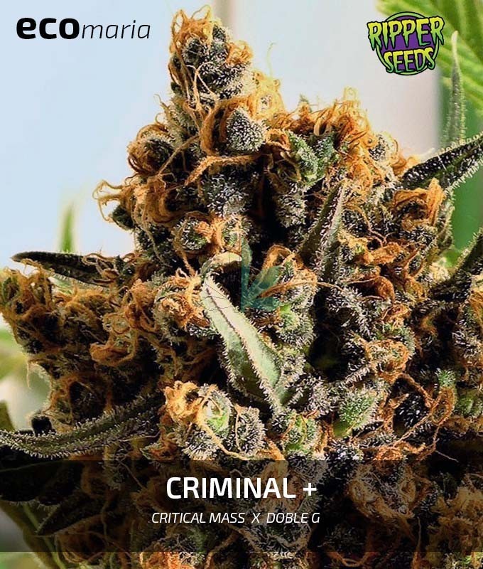 Criminal+ Semillas Feminizadas de Marihuana