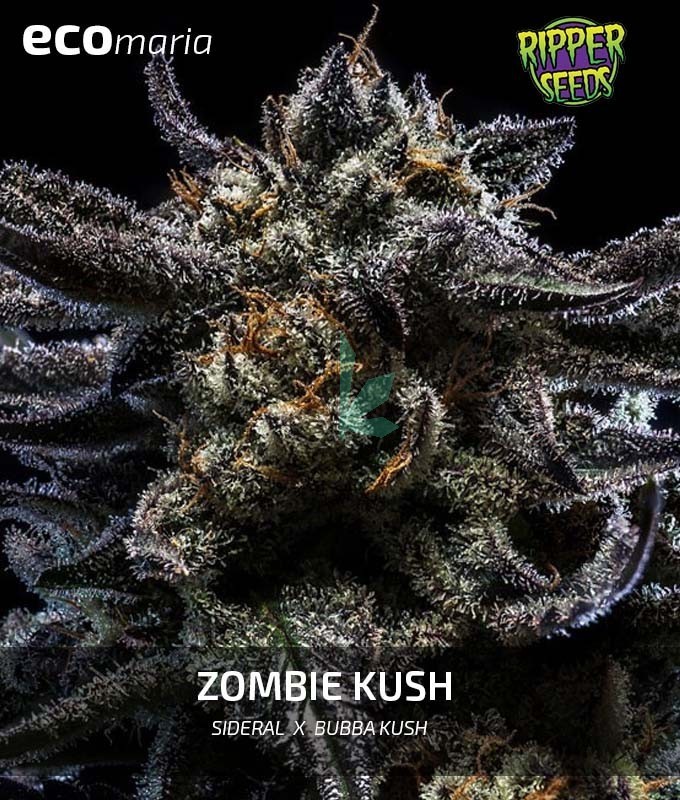 Imagen principal del producto Zombie Kush 