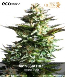 Amnesia Haze Feminizada