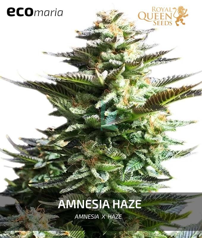 Imagen principal del producto Amnesia Haze Feminizada