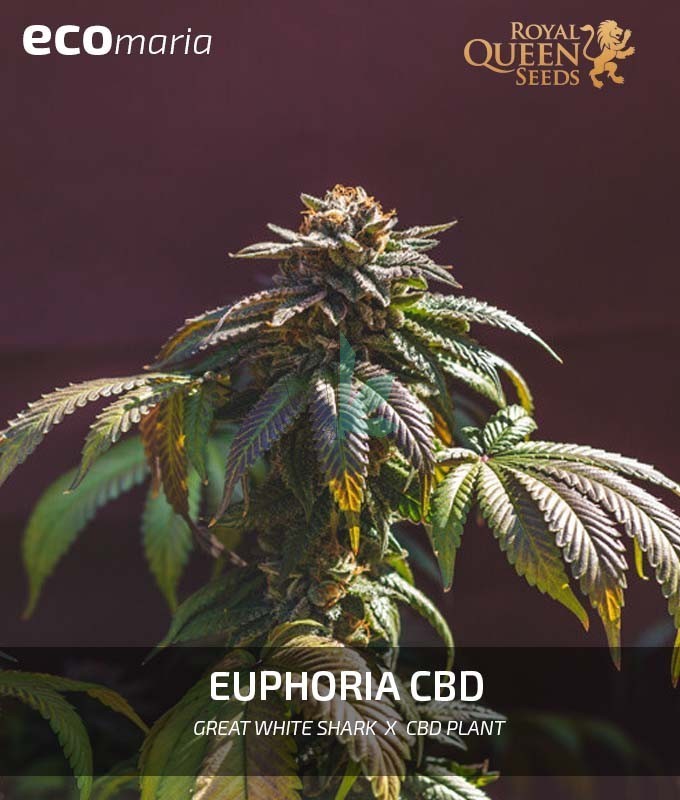 Imagen principal del producto Euphoria CBD 