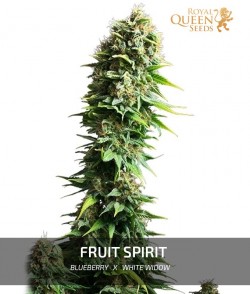 Imagen secundaria del producto Fruit Spirit Feminizada