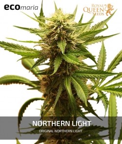 Northern Light - Genética...