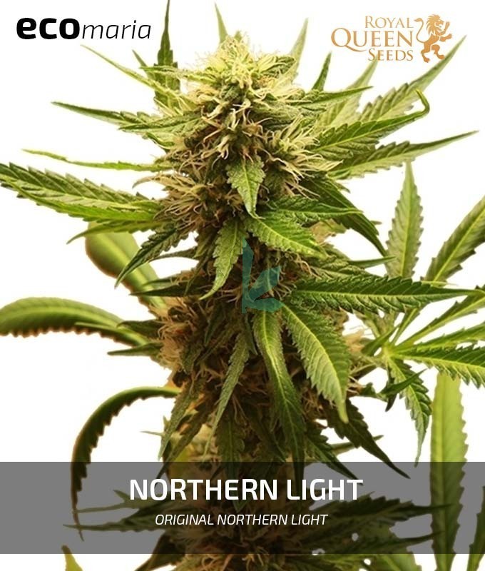 Imagen principal del producto Northern Light Feminizada