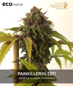 Imagen secundaria del producto Painkiller XL CBD Feminizada