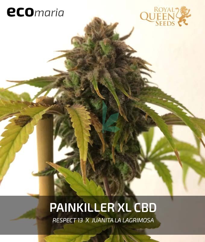 Imagen principal del producto Painkiller XL CBD Feminizada