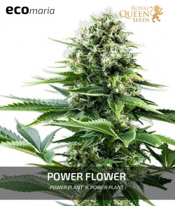 Power Flower - Genética...
