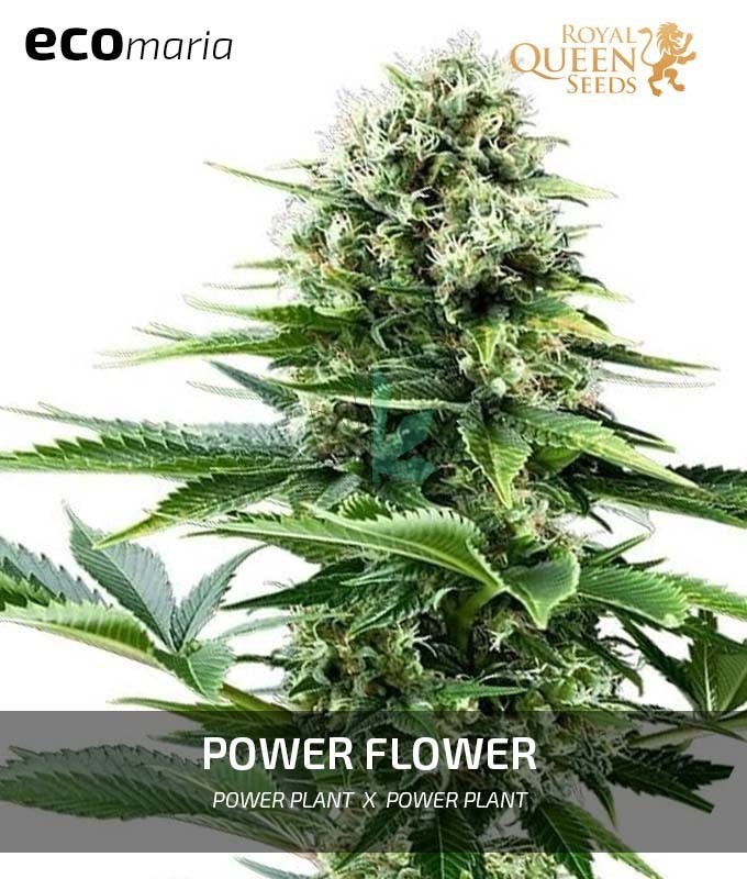 Imagen principal del producto Power Flower Feminizada