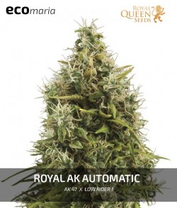Royal Ak Automatic -...
