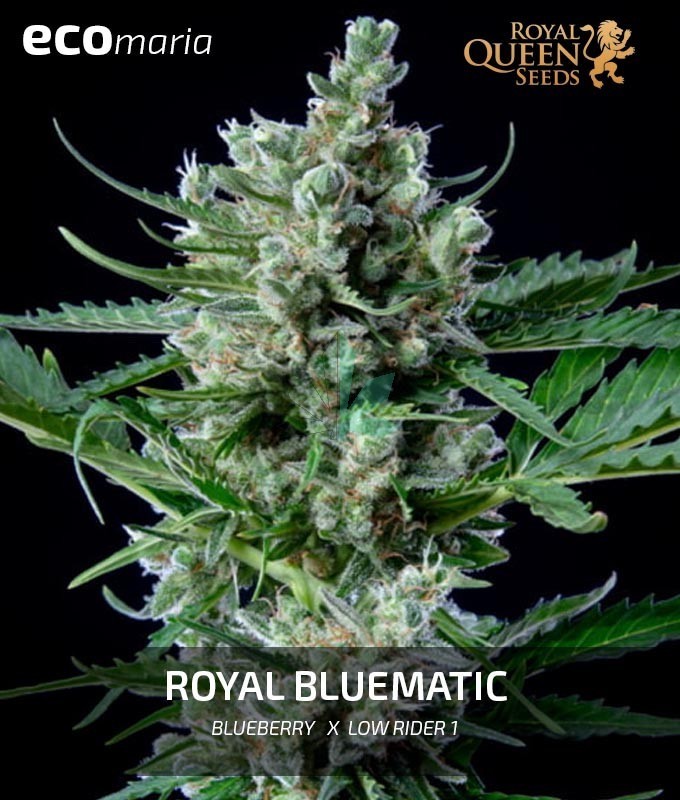 Imagen principal del producto Royal Bluematic 