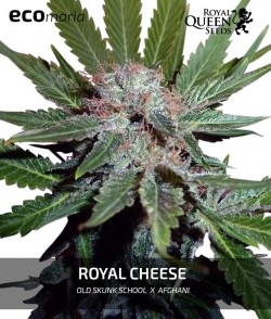 Royal Cheese - Genética...