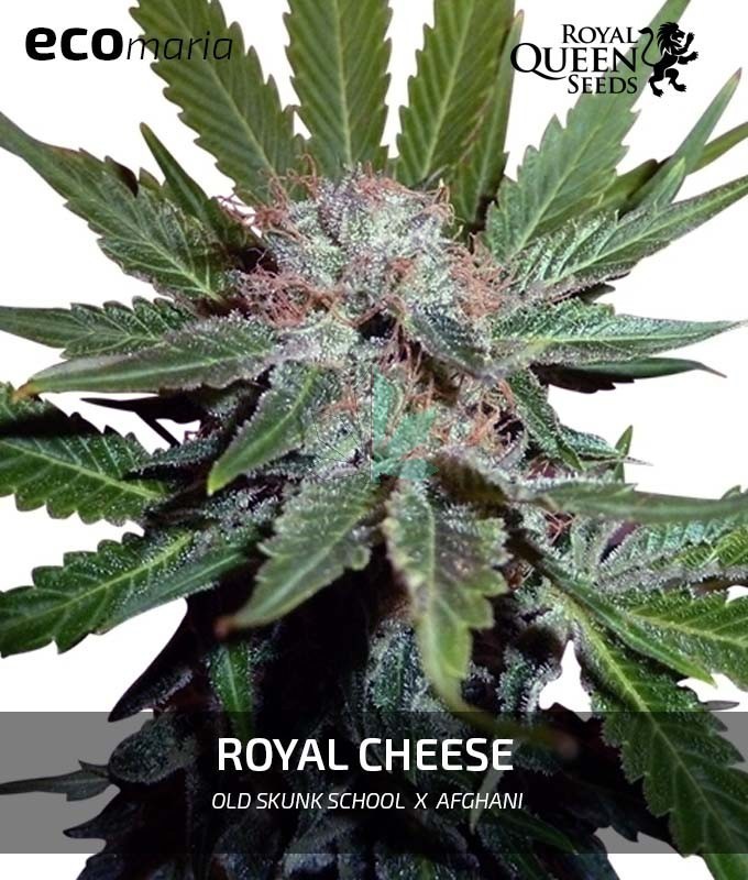 Imagen principal del producto Royal Cheese 