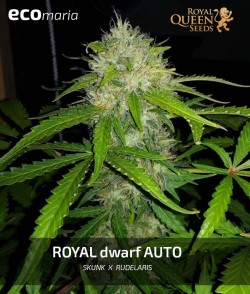 Royal Dwarf Automatic -...