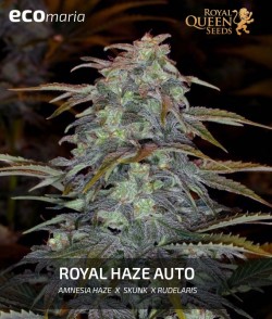 Royal Haze Automatic -...