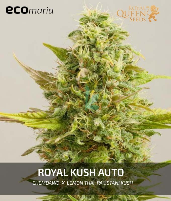 Imagen principal del producto Royal Kush Autofloreciente