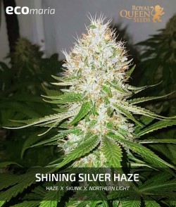 Shining Silver Haze Feminizada