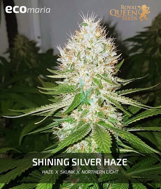 Imagen principal del producto Shining Silver Haze Feminizada