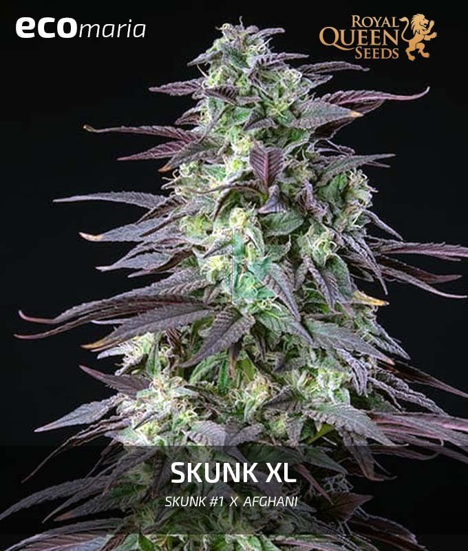 Imagen principal del producto Skunk XL Feminizada