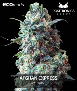 Imagen secundaria del producto Afgan Express Feminizada
