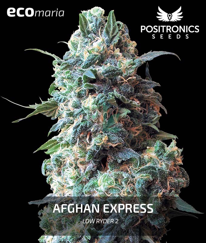 Imagen principal del producto Afghan Express 