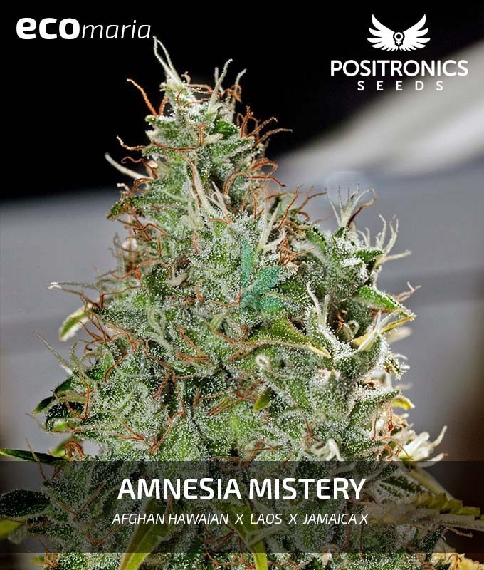 Imagen principal del producto Amnesia Mistery 