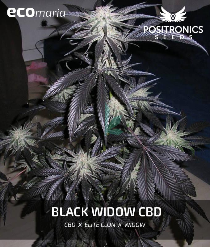 Imagen principal del producto Black Widow CBD Feminizada