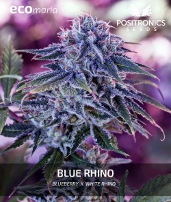Blue Rhino - Cannabis...