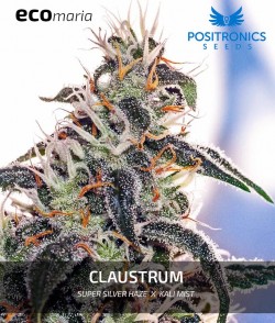 Claustrum - Cannabis...
