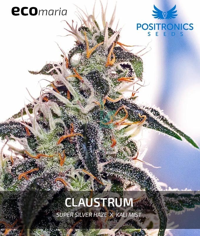 Imagen principal del producto Claustrum Feminizada