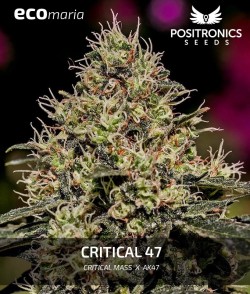 Critical 47 - Cannabis...