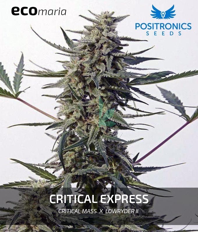 Imagen principal del producto Critical Express Feminizada