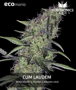 Cum Laude - Cannabis...